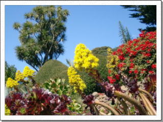 �_�j�[�f�����ӂ̉ԁX