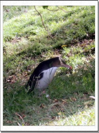 �C�G���[�A�C�h�y���M��